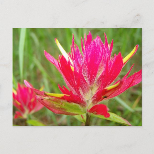 Indian Paintbrush Postcard (Front)