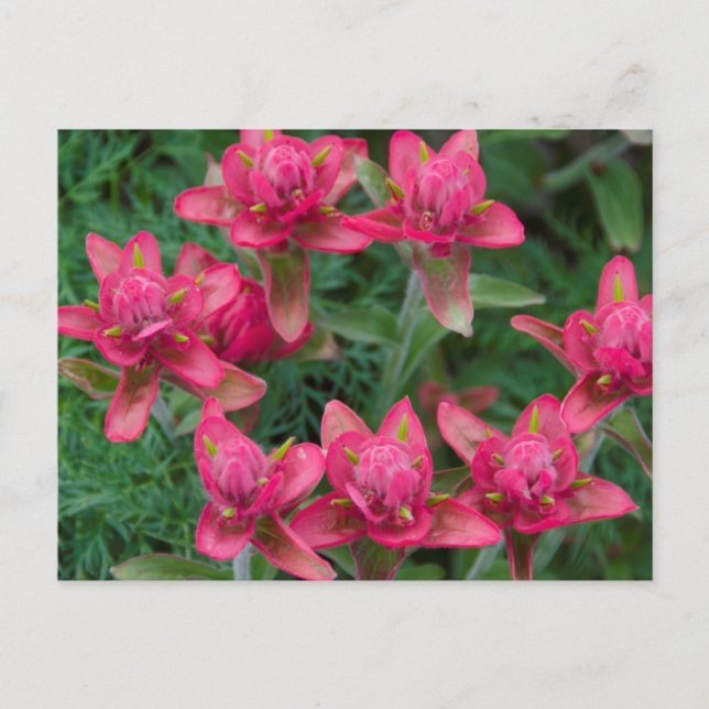 Indian Paintbrush Postcard (Front)