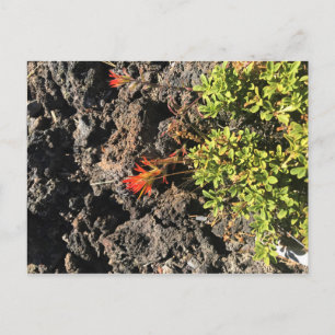 Indian Paintbrush Postcard