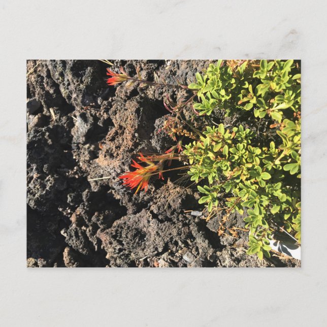 Indian Paintbrush Postcard (Front)