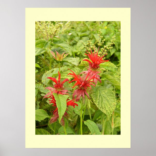 Indian Paintbrush Poster (Front)