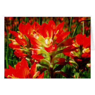 Indian Paintbrush Red Texas Wildflower Blank