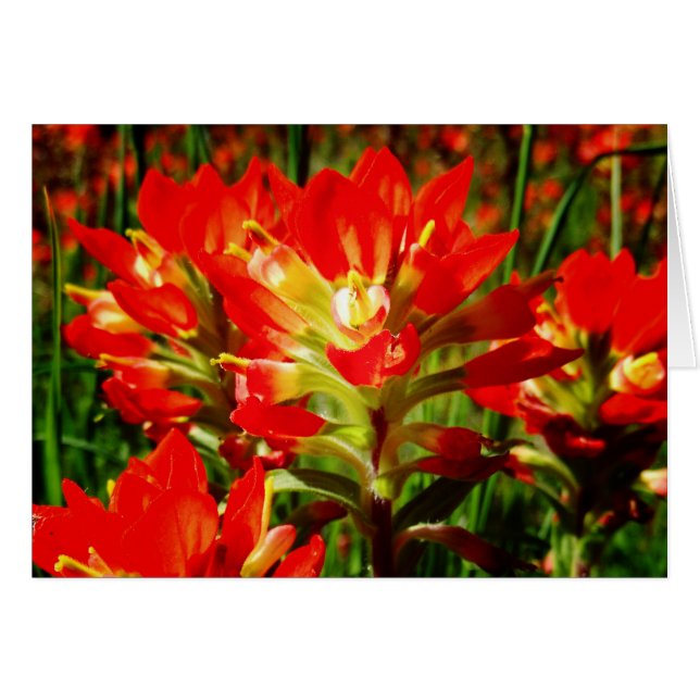 Indian Paintbrush Red Texas Wildflower Blank (Front Horizontal)