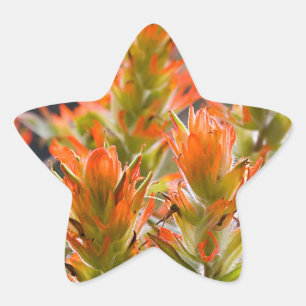 Indian Paintbrush Star Sticker