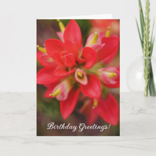 Indian Paintbrush Wildflower Art Birthday Card
