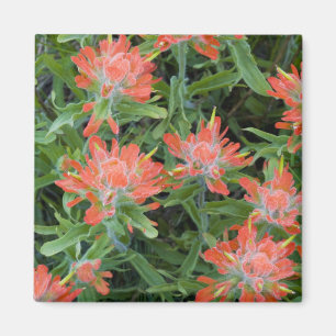 Indian paintbrush wildflowers in the Many Magnet