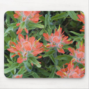 Indian paintbrush wildflowers in the Many Mouse Mat