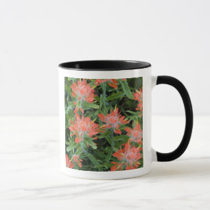 Indian paintbrush wildflowers in the Many Mug