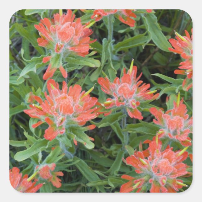 Indian paintbrush wildflowers in the Many Square Sticker (Front)
