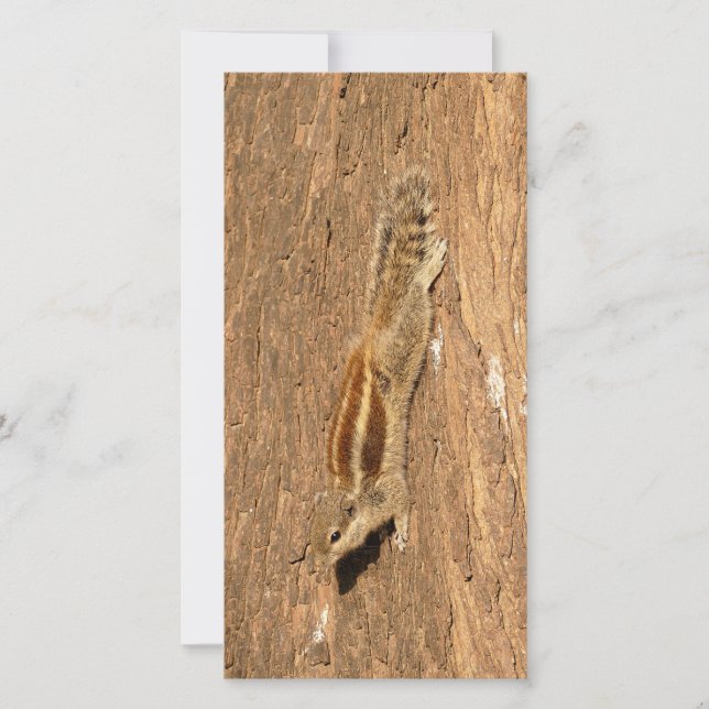 Indian Palm Squirrel on a Tree Trunk (Front)