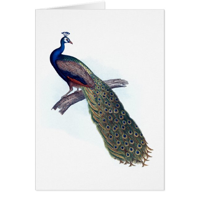 Indian peacock (Front)