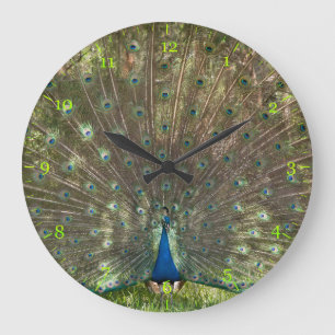 Indian peacock peafowl displaying a plumage  large clock