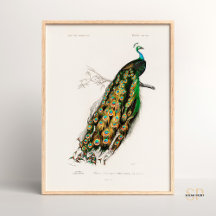 Indian Peafowl Vintage Drawing Charles d Orbigny