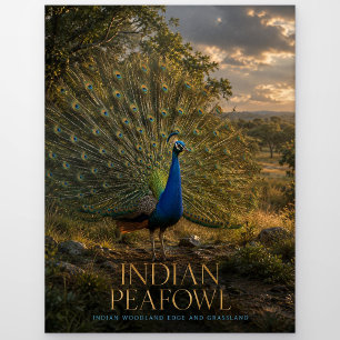 Indian Peafowl Woodland Edge ANIMALS Postcard