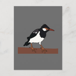 Indian Pied Myna Bird Art Postcard