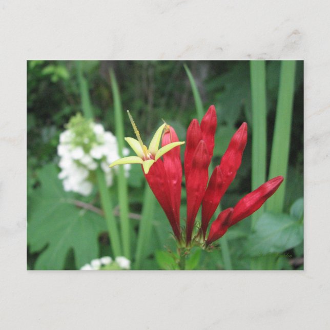 Indian Pink Postcard (Front)