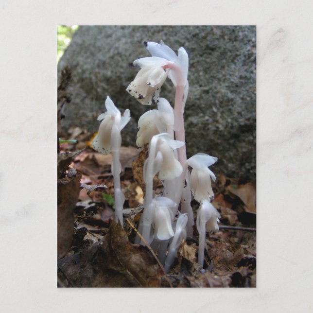 Indian Pipe 27 ~ postcard (Front)
