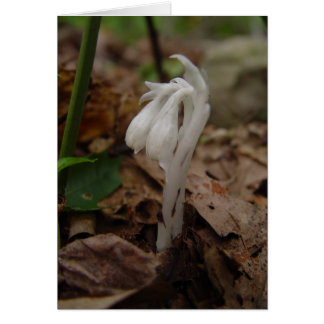 Indian Pipe - Customised