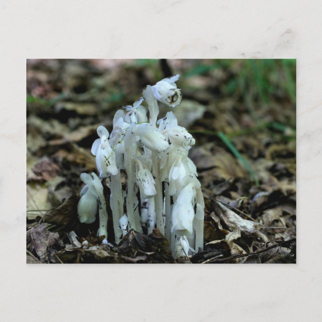 Indian Pipe Mushrooms Nature Photo Postcard (Front)