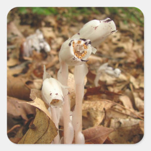 Indian Pipe ~ sticker