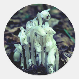 Indian Pipe Wildflower Mushrooms Nature  Classic Round Sticker