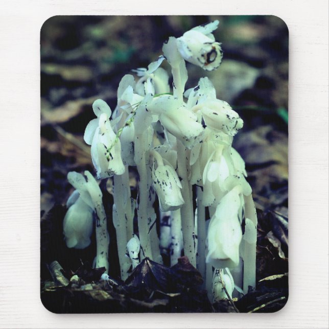 Indian Pipe Wildflower Mushrooms Nature  Mouse Mat (Front)