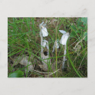 Indian Pipes Postcard