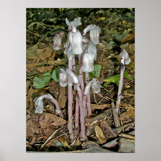 Indian Pipes Poster (Front)