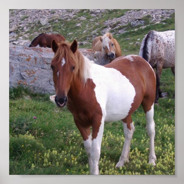 Indian Pony Poster Print (Front)