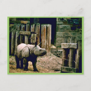 Indian Rhino Postcard