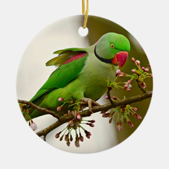 Indian ring-neck Parrot Ceramic Tree Decoration (Front)