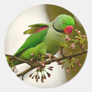 Indian ring-neck Parrot Classic Round Sticker