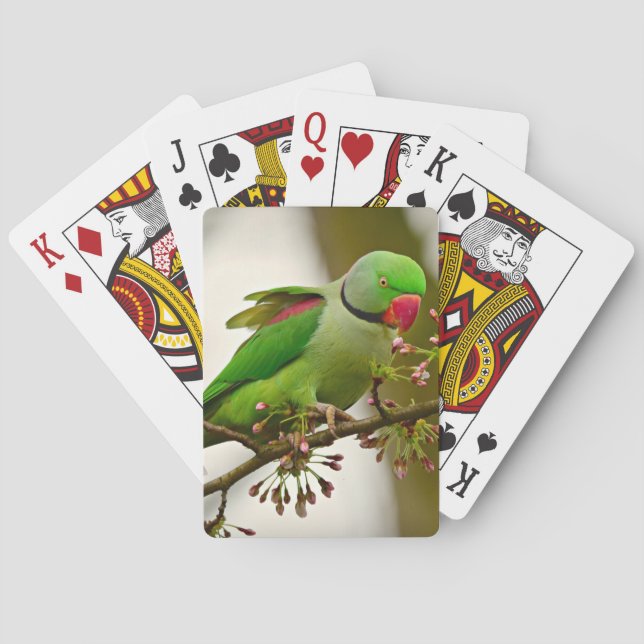 Indian ring-neck Parrot Playing Cards (Back)