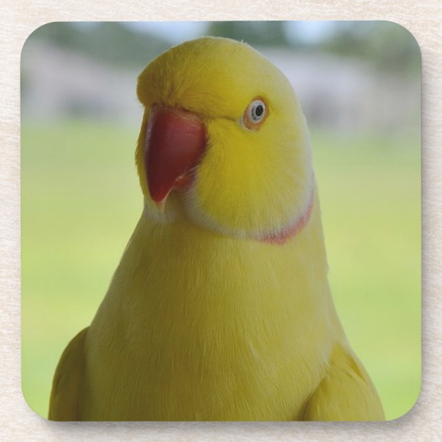 Indian Ringneck in the Shade Coaster (Front)