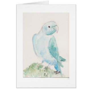 Indian ringneck parakeet