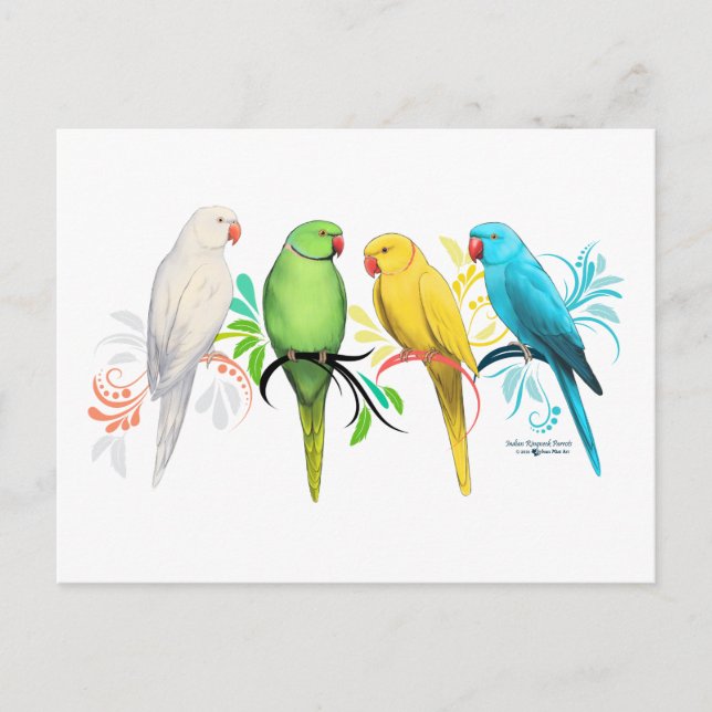 Indian Ringneck Parrots Postcard (Front)