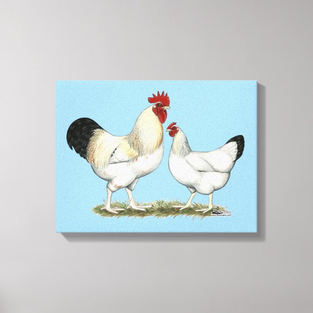Indian River Chickens Canvas Print (Front)