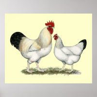 Indian River Chickens
