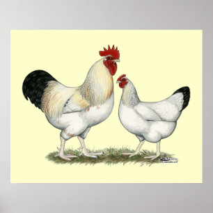 Indian River Chickens Poster