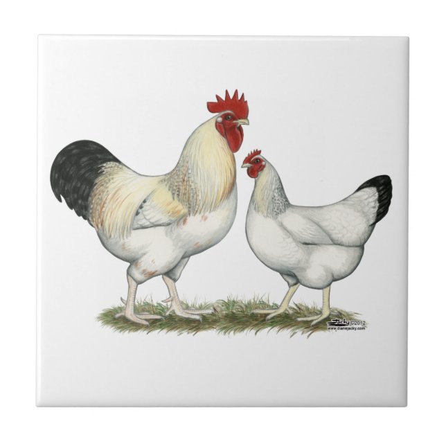 Indian River Chickens Tile (Front)