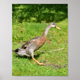 Indian runner duck walking poster