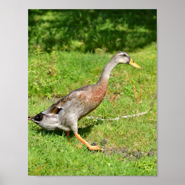 Indian runner duck walking poster (Front)