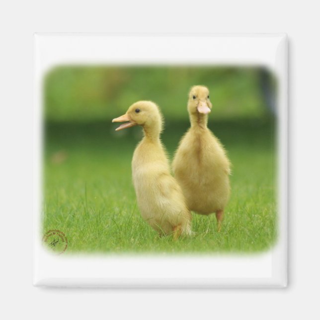 Indian Runner Ducklings 9W029D-024 Magnet (Front)