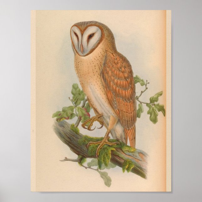 Indian Screech Owl Brown Vintage Bird Art Print (Front)