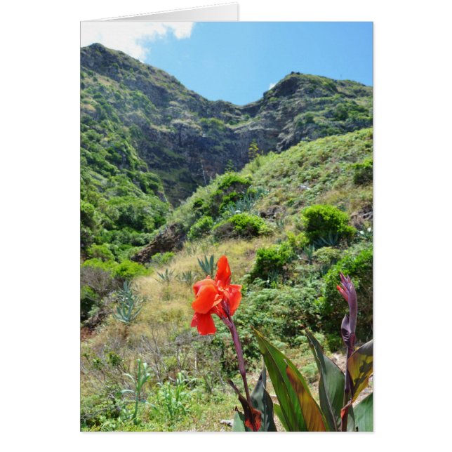 Indian Shot (Canna indica purpurea) (Front)
