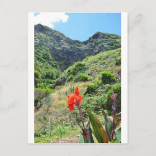 Indian Shot (Canna indica purpurea) Postcard