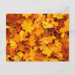 Indian Summer Golden Leaves Postcard