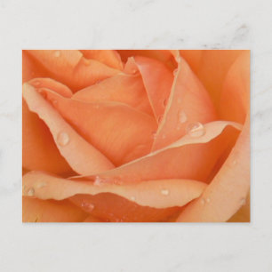 Indian Summer Rose Postcard