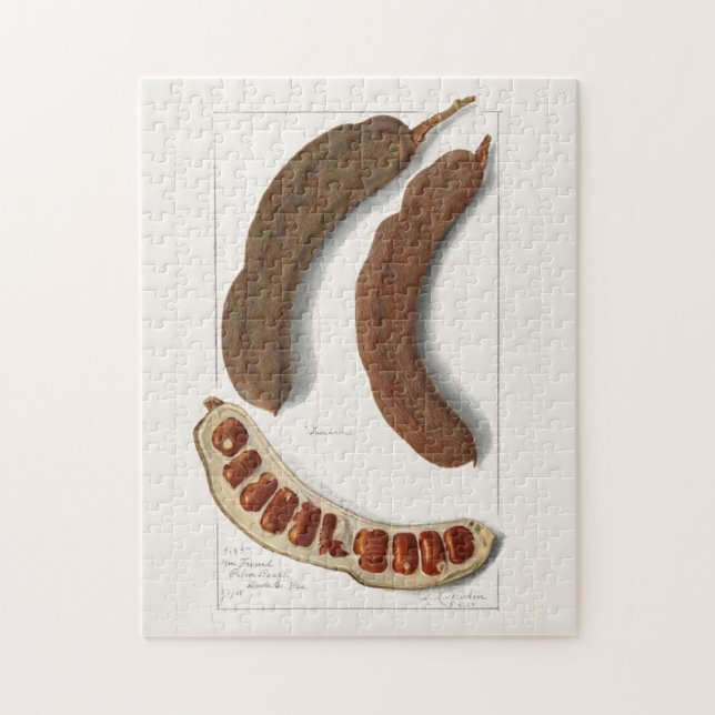 Indian Tamarind (Tamarindus Indica) Painting Jigsaw Puzzle (Vertical)