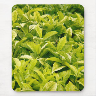 Indian variety of tea mouse mat
